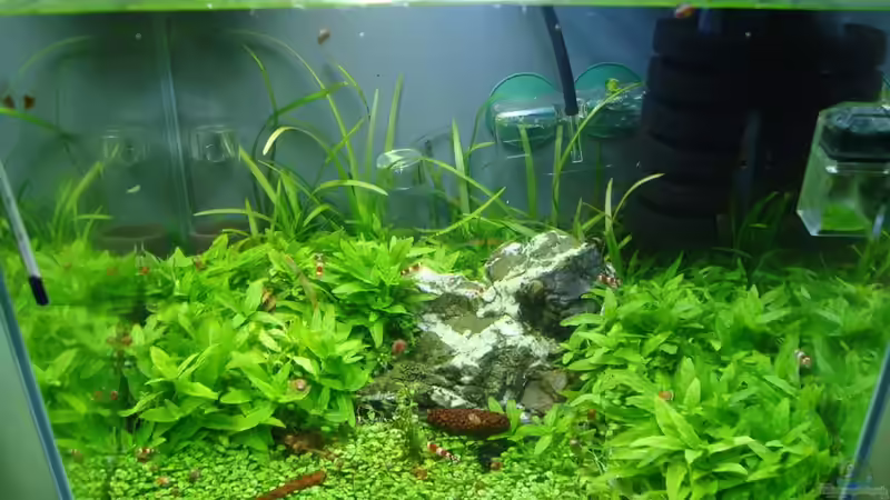 Aquarium Red Bee World von Sven-0. (3)