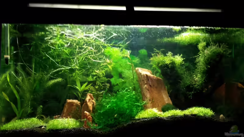 Aquarium Red/Black Bee Becken von Aqua (2)