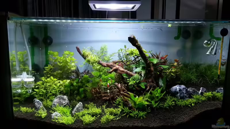 Aquarium Red/Blue/Green von Markus93 (10)