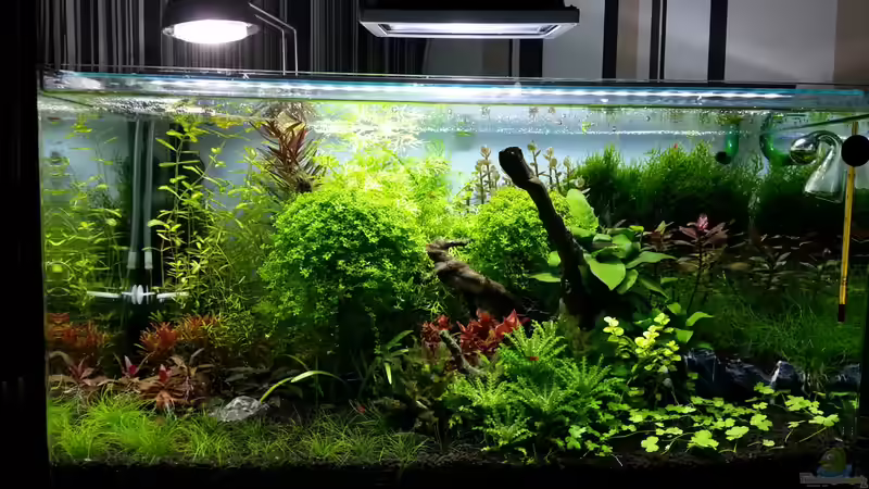 Aquarium Red/Blue/Green von Markus93 (11)