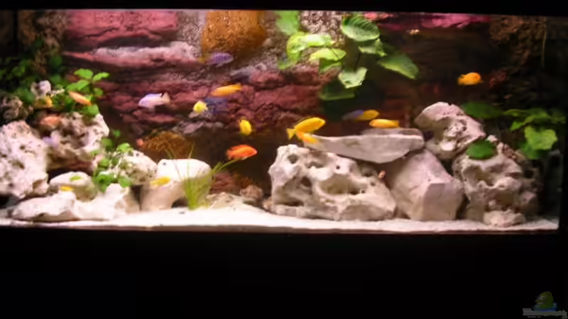 Aquarium Red-Brown Reef von magunga rock (4)