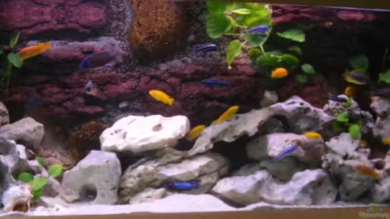 Aquarium Red-Brown Reef von magunga rock (5)