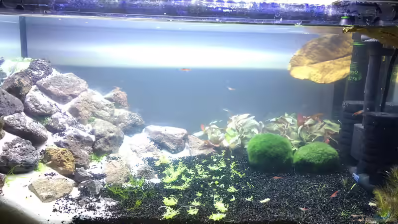 Aquarium Red-Fire Artenbecken von Phillatoros (2)