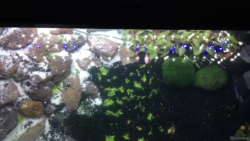 Aquarium Red-Fire Artenbecken von Phillatoros (3)