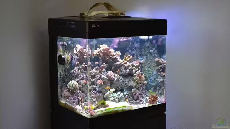 Aquarium Red Sea Max 130d von Christopher Schoener (5)