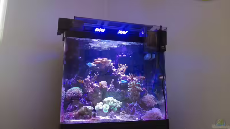 Aquarium Red Sea Max 130d von Christopher Schoener (6)