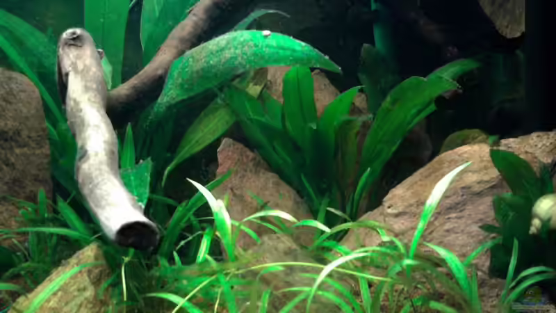 Aquarium Red Stones von Die Juli (10)