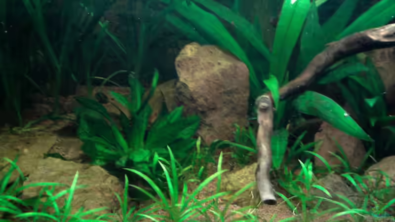 Aquarium Red Stones von Die Juli (11)