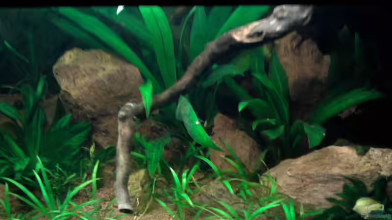 Aquarium Red Stones von Die Juli (12)