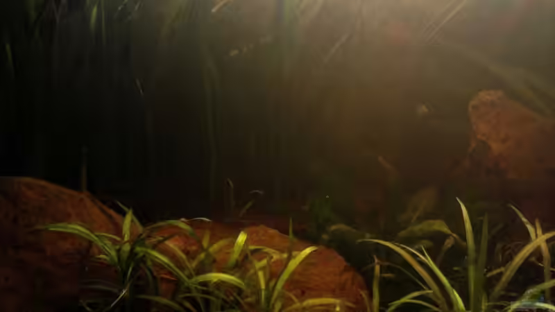 Aquarium Red Stones von Die Juli (13)