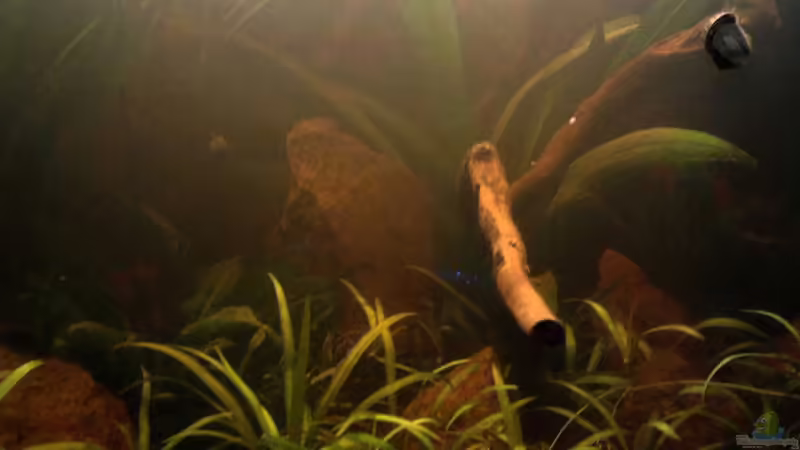 Aquarium Red Stones von Die Juli (14)