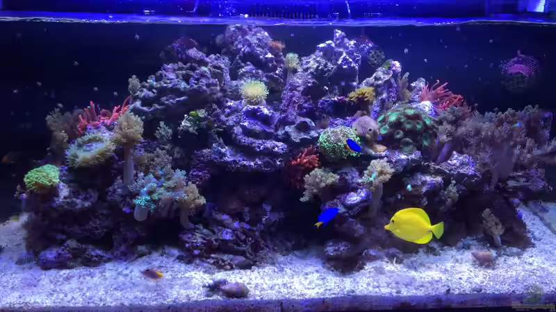 Aquarium RedSea von Thomas Schneider (2)