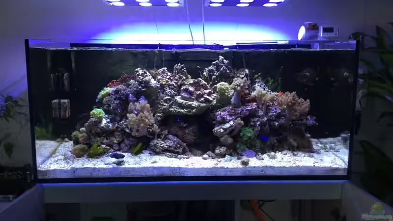 Aquarium RedSea von Thomas Schneider (3)