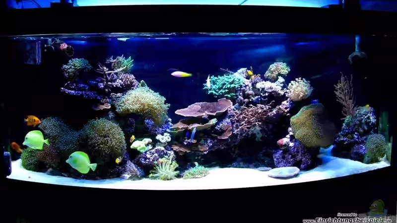 Aquarium RedSeaReef von .uschi (2)