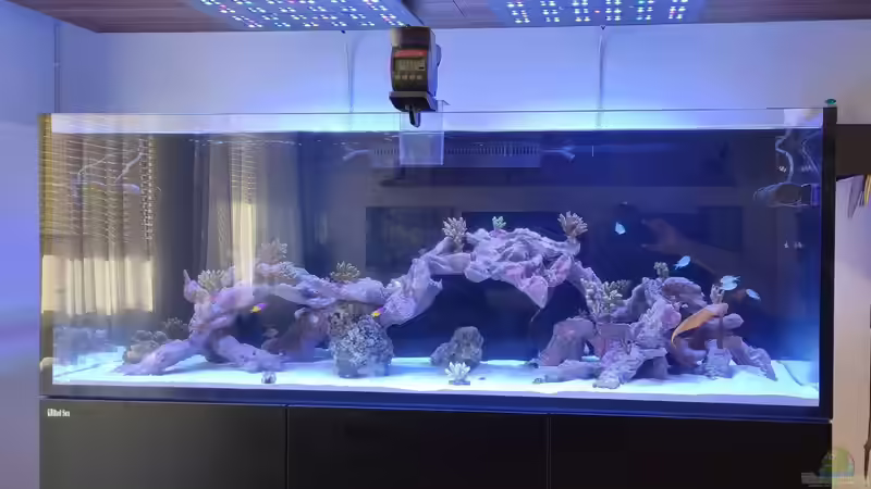 Aquarium Reef Dream von The_Lizardking (10)
