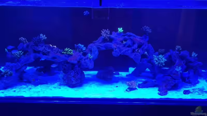 Aquarium Reef Dream von The_Lizardking (9)