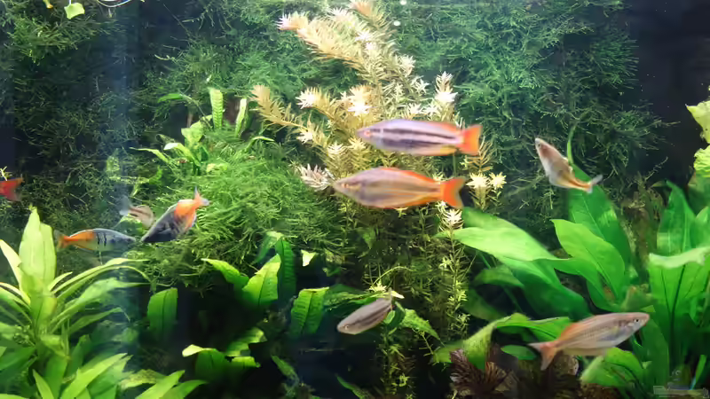 Aquarium Regenbogenfische von Christian S. (3)
