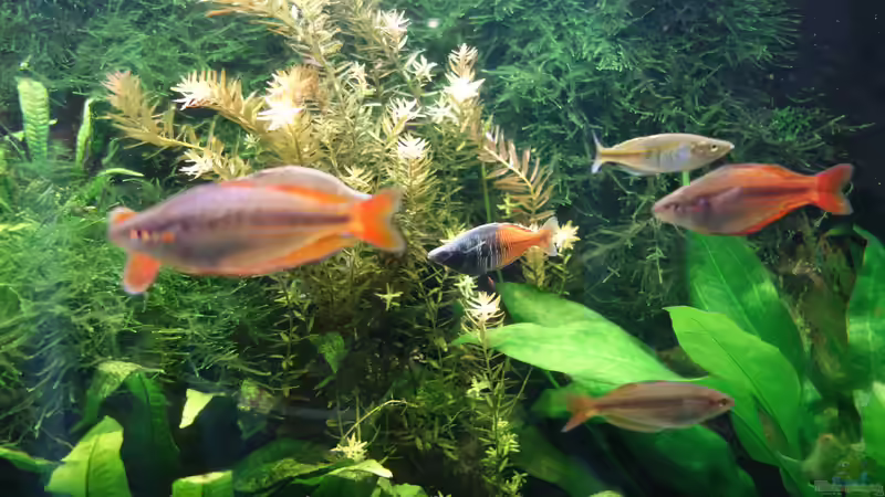 Aquarium Regenbogenfische von Christian S. (4)