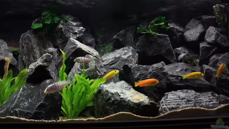 Aquarium Republik Klein-Malawien, Mbuna-Gebiet von JörgsMalawis (10)