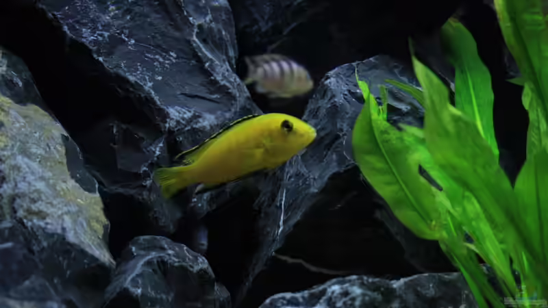 Aquarium Republik Klein-Malawien, Mbuna-Gebiet von JörgsMalawis (11)