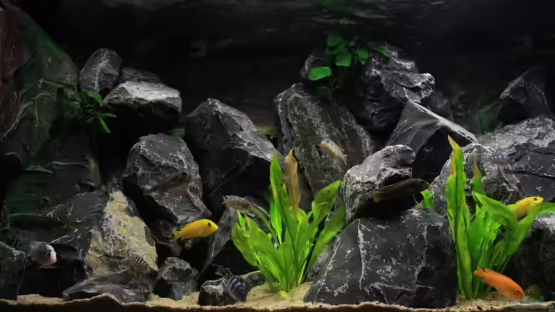 Aquarium Republik Klein-Malawien, Mbuna-Gebiet von JörgsMalawis (12)