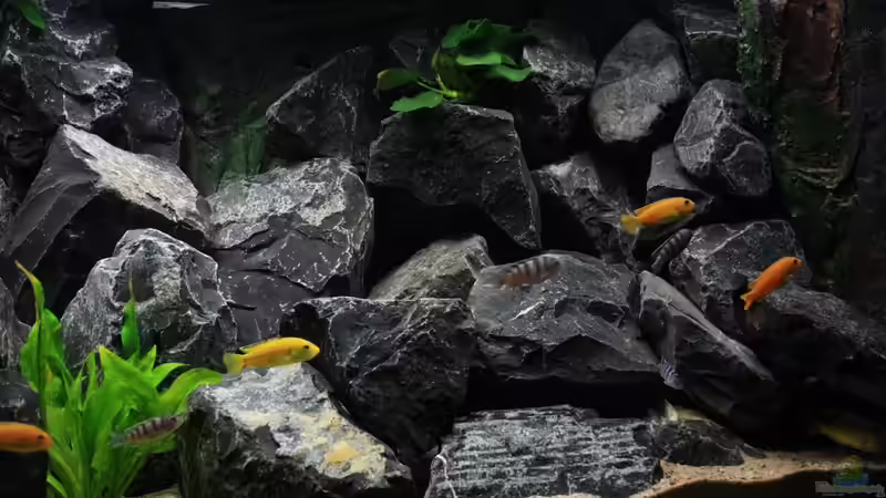 Aquarium Republik Klein-Malawien, Mbuna-Gebiet von JörgsMalawis (14)