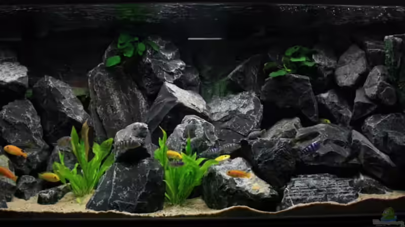 Aquarium Republik Klein-Malawien, Mbuna-Gebiet von JörgsMalawis (2)