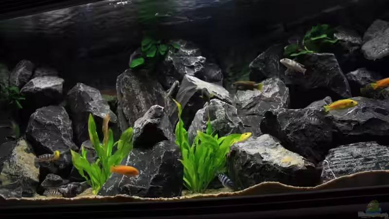 Aquarium Republik Klein-Malawien, Mbuna-Gebiet von JörgsMalawis (3)