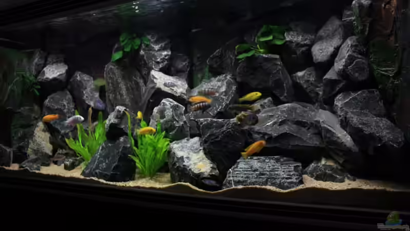 Aquarium Republik Klein-Malawien, Mbuna-Gebiet von JörgsMalawis (4)