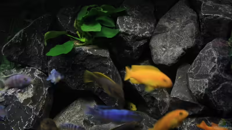 Aquarium Republik Klein-Malawien, Mbuna-Gebiet von JörgsMalawis (5)