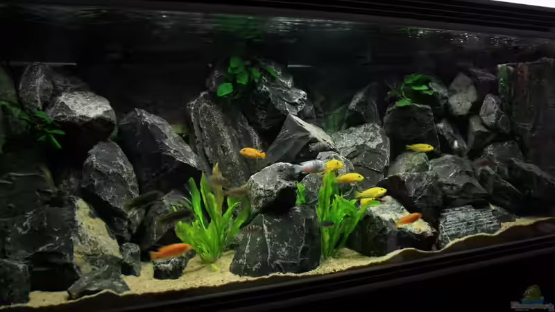 Aquarium Republik Klein-Malawien, Mbuna-Gebiet von JörgsMalawis (6)