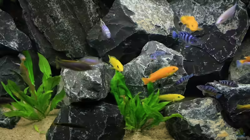 Aquarium Republik Klein-Malawien, Mbuna-Gebiet von JörgsMalawis (7)