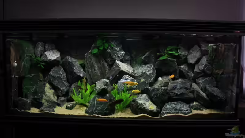 Aquarium Republik Klein-Malawien, Mbuna-Gebiet von JörgsMalawis (8)