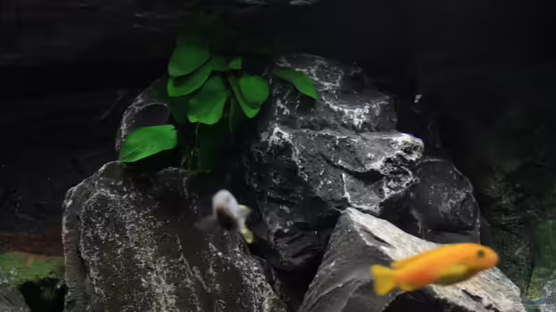 Aquarium Republik Klein-Malawien, Mbuna-Gebiet von JörgsMalawis (9)