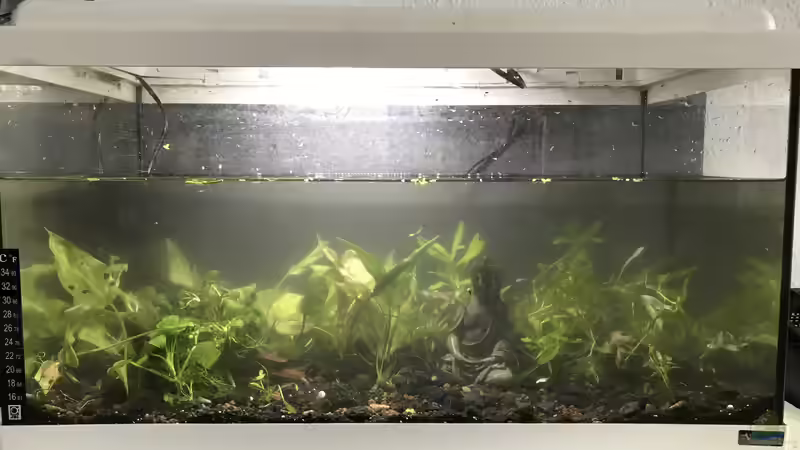 Aquarium Restebecken von Günnis Medaka Refugium (5)