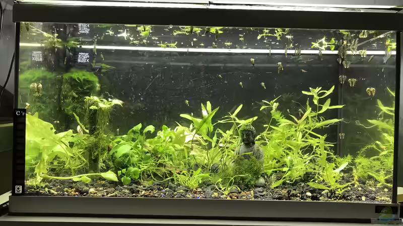 Aquarium Restebecken von Günnis Medaka Refugium (7)