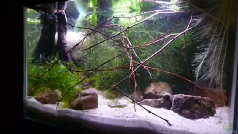 Aquarium RF von Cichlid Power (2)