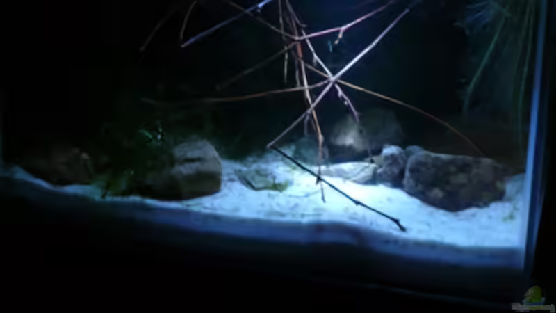 Aquarium RF von Cichlid Power (3)