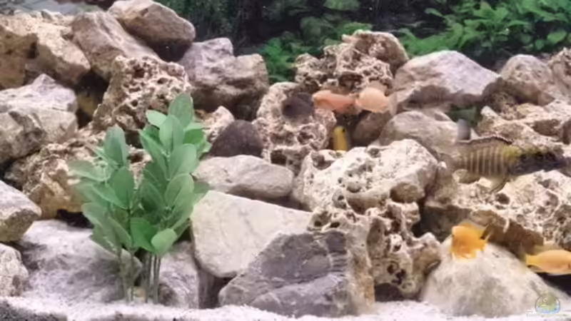 Aquarium Riemi´s Becken von Thomas Riemenschneider (2)