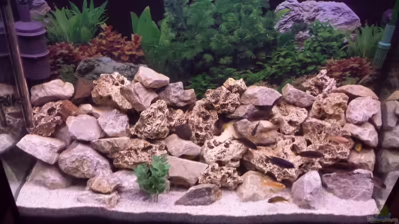 Aquarium Riemi´s Becken von Thomas Riemenschneider (4)