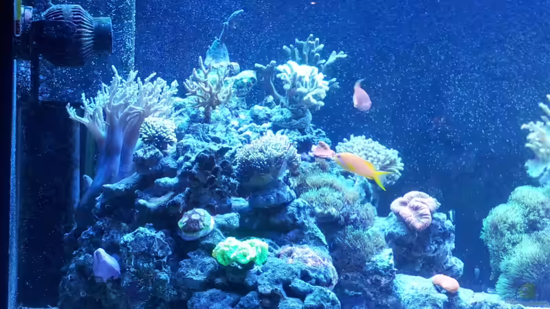 Aquarium Riff im Wohnzimmer von ollil81 (11)