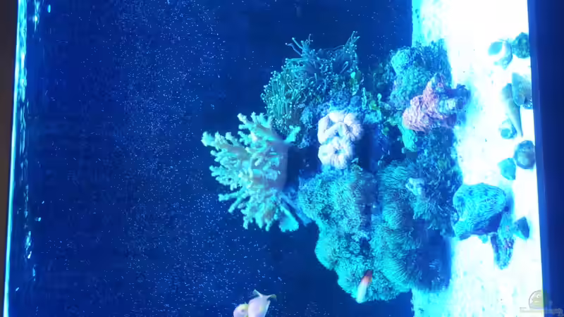 Aquarium Riff im Wohnzimmer von ollil81 (12)