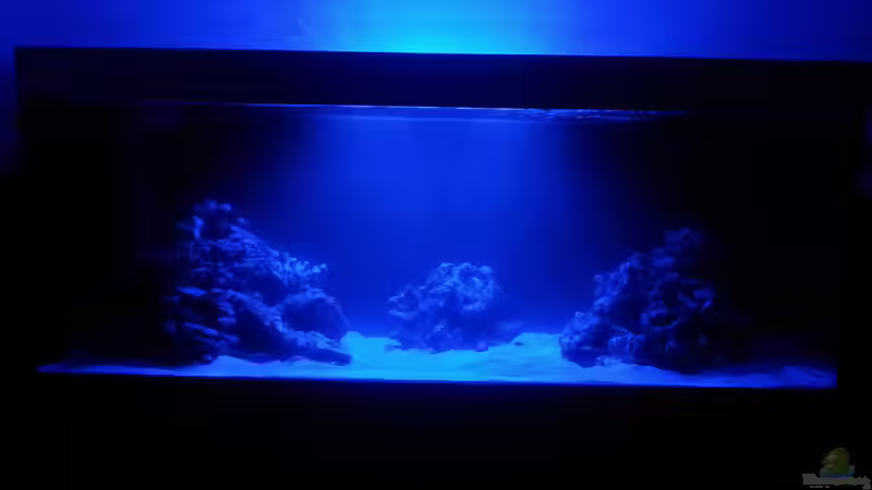 Aquarium Riff im Wohnzimmer von ollil81 (2)