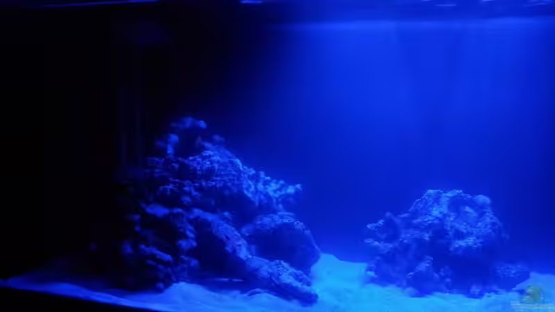 Aquarium Riff im Wohnzimmer von ollil81 (6)