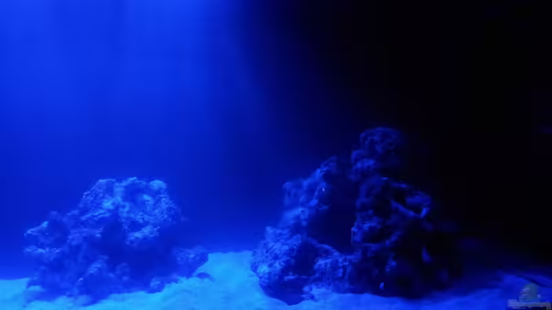 Aquarium Riff im Wohnzimmer von ollil81 (7)