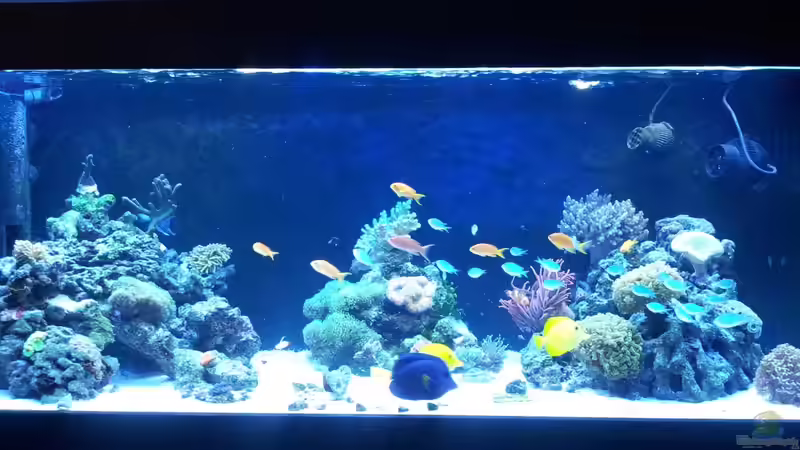 Aquarium Riff im Wohnzimmer von ollil81 (9)
