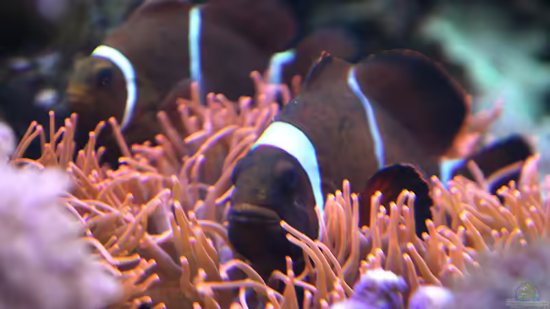 Aquarium Riff XXL von Kerstin Aßlaber (13)