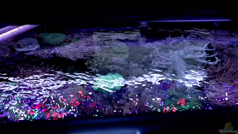 Aquarium Riff XXL von Kerstin Aßlaber (8)