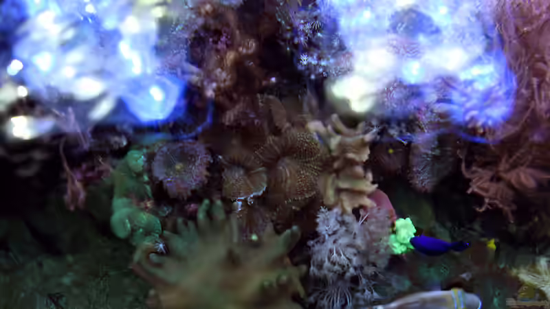 Aquarium Riff XXL von Kerstin Aßlaber (9)