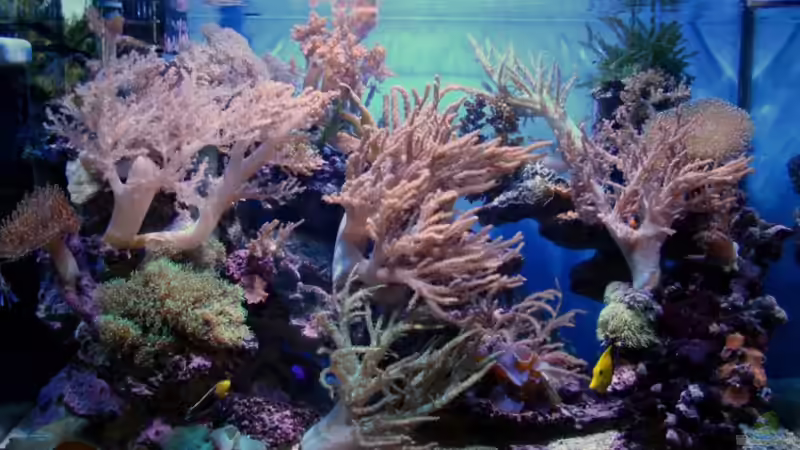 Aquarium Riffaquarium von bernie-124 (5)